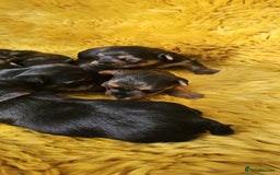 Yorkshire Terrier dogs for sale: Yorkshire Terrier puppies - Image 3