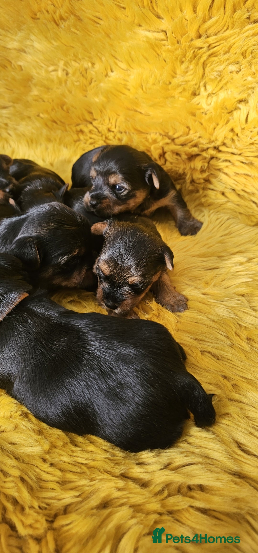 Yorkshire Terrier dogs for sale: Yorkshire Terrier puppies - Image 3