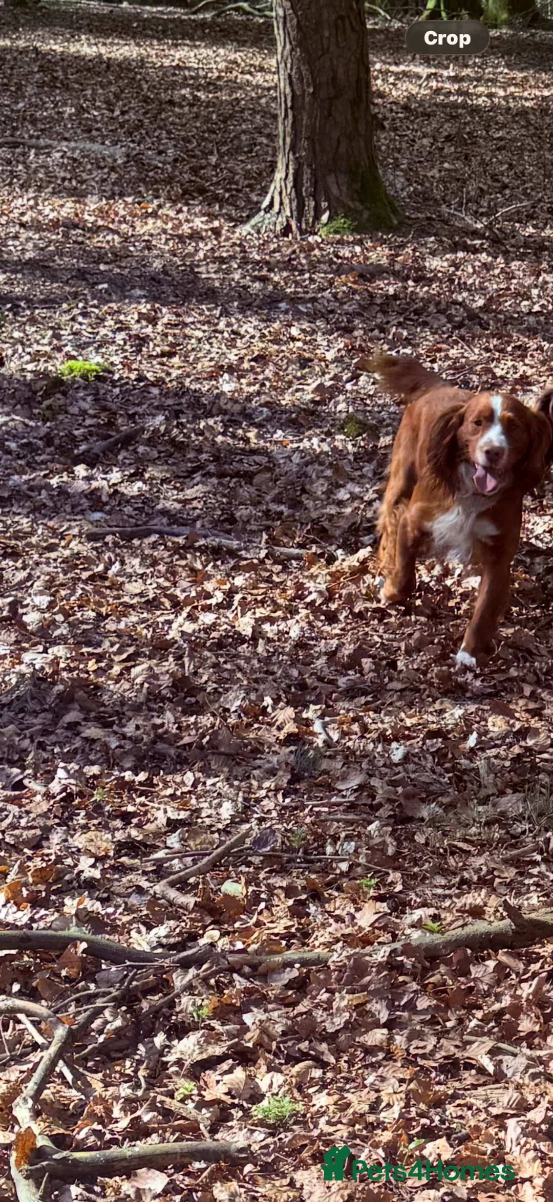 Cocker Spaniel dogs for sale: Kc reg cocker spaniels  - Advert 11