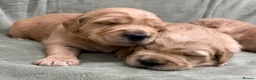Golden Retriever dogs for sale: Golden retriever puppies ❤️ - Advert 4