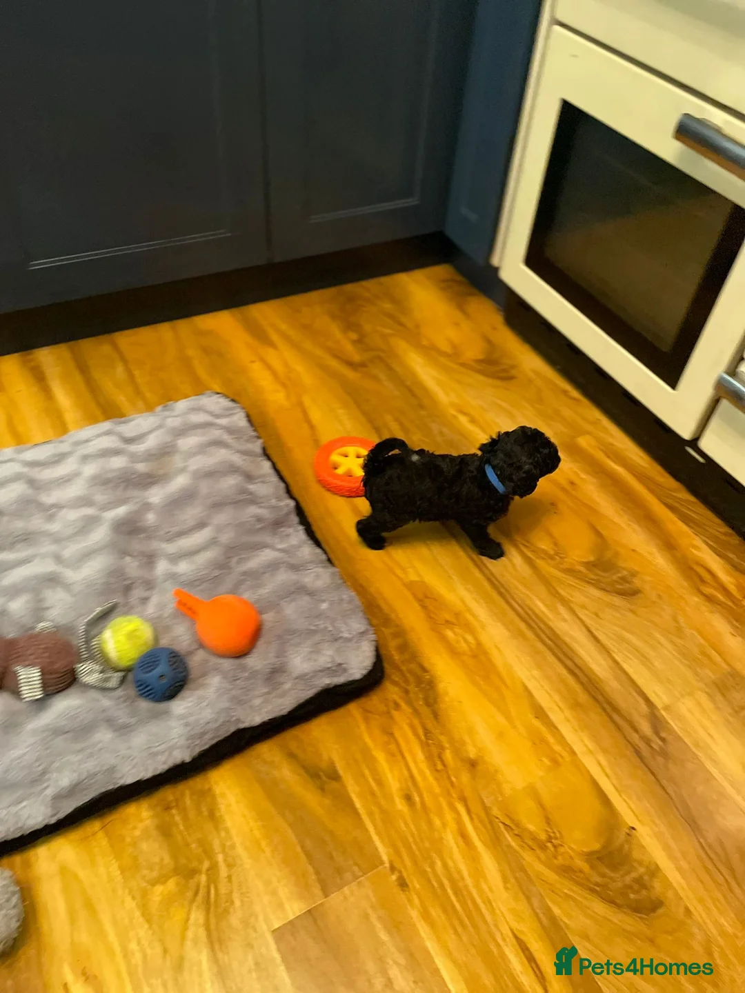 Cockapoo dogs for sale: Rare Black Tightly Curled Cockapoo Puppies - Advert 6