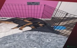 Dobermann dogs for sale: Rottaman pups  - Advert 4