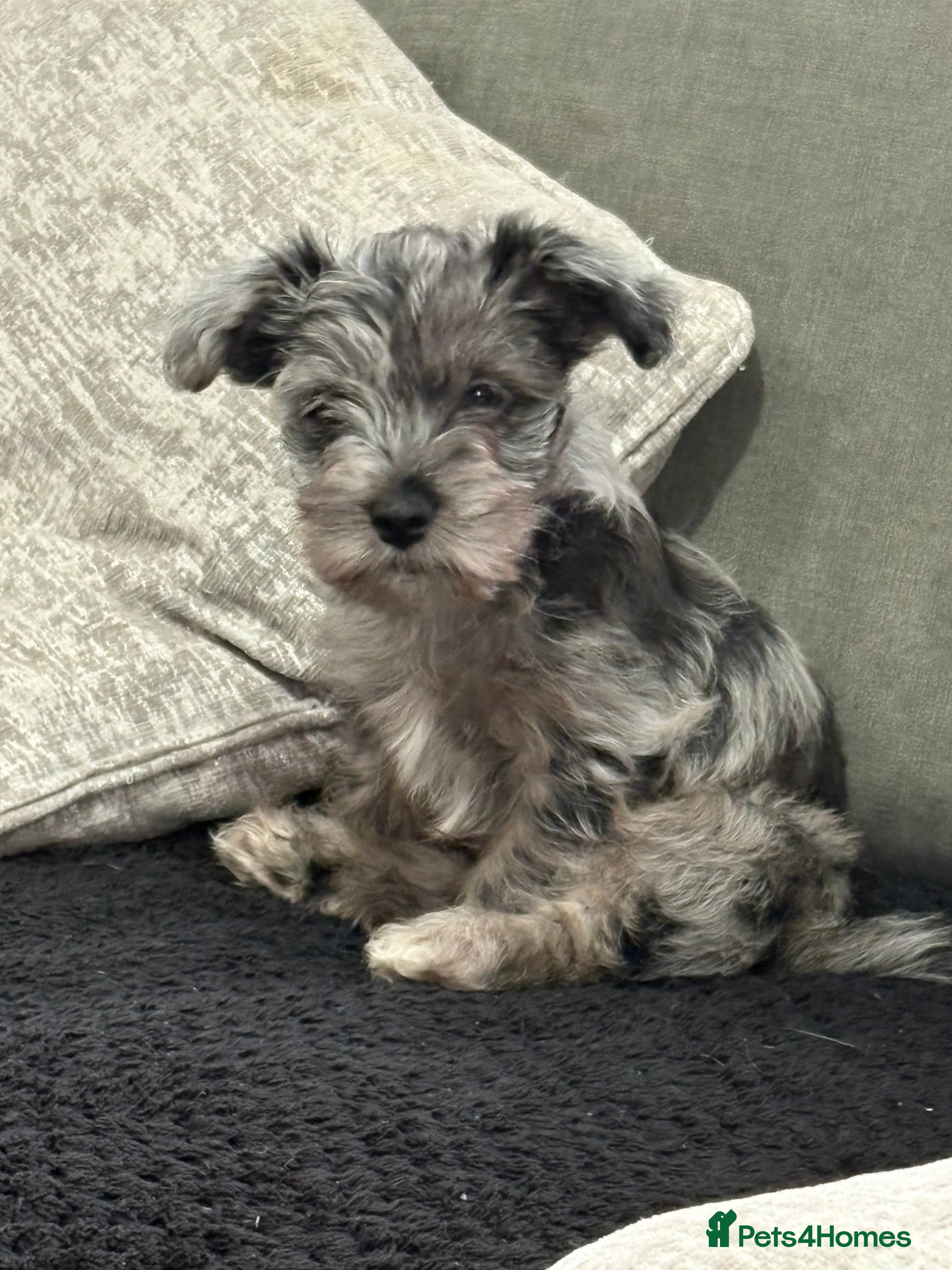 Yorkshire Terrier dogs Yorkshire terrier pup  - Advert 1