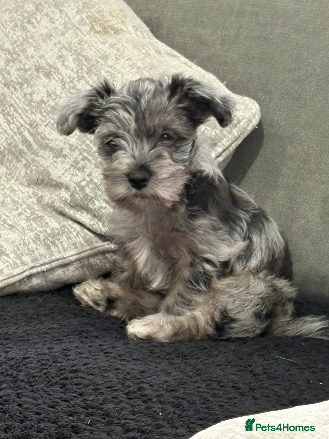 Yorkshire Terrier dogs for sale: Yorkshire terrier pup  - Advert 1