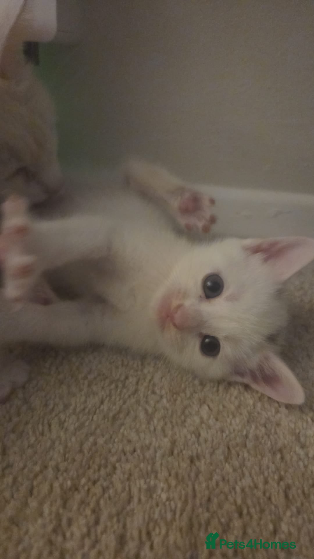 Mixed Breed cats for sale: 4 beautiful kittens ready in 2 weeks  - Image 10