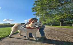 Mixed Breed dogs for sale: Czech Wolfdog × Akita/Malamute Puppies - Image 8