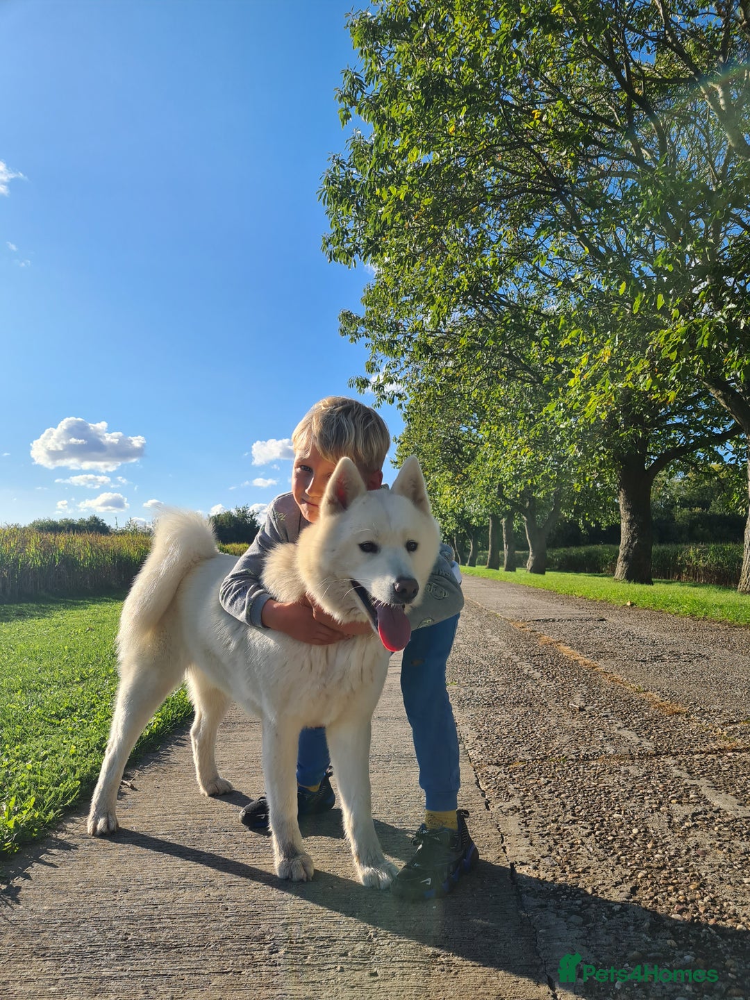 Mixed Breed dogs for sale: Czech Wolfdog × Akita/Malamute Puppies - Image 8