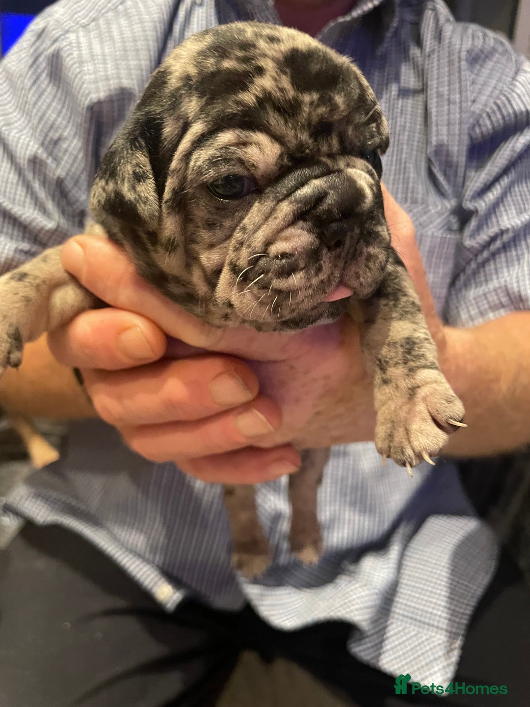 Mixed Breed dogs for sale: Frugs - Advert 5