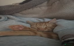 Mixed Breed cats for sale: Lovely 7 month old male ginger kitten - Image 2
