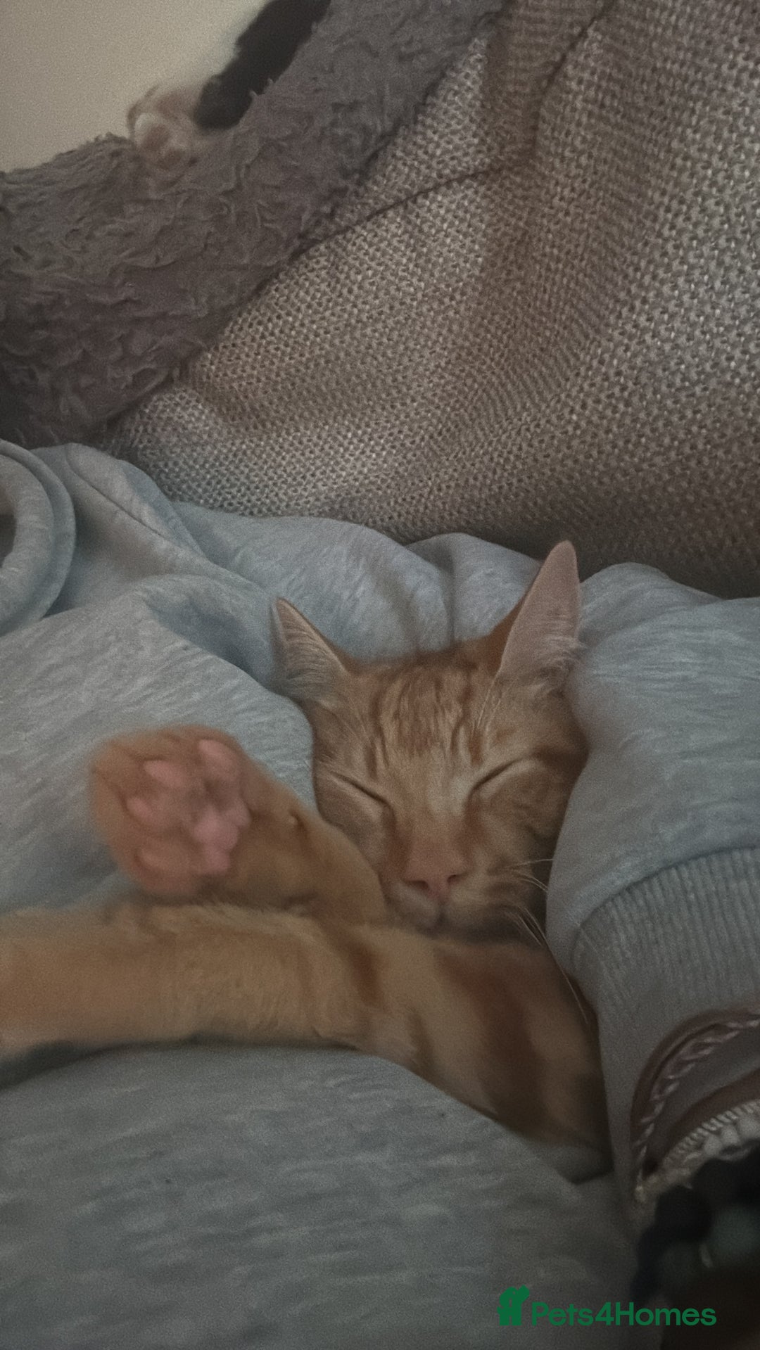 Mixed Breed cats for sale: Lovely 7 month old male ginger kitten - Image 2