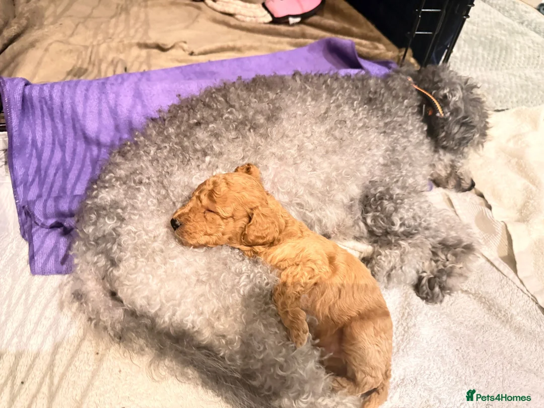 Miniature Poodle dogs for sale: miniature poodles  - Advert 2