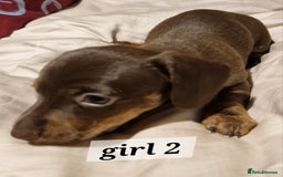 Dachshund dogs for sale: 7 beautiful dachshunds puppys - Image 19