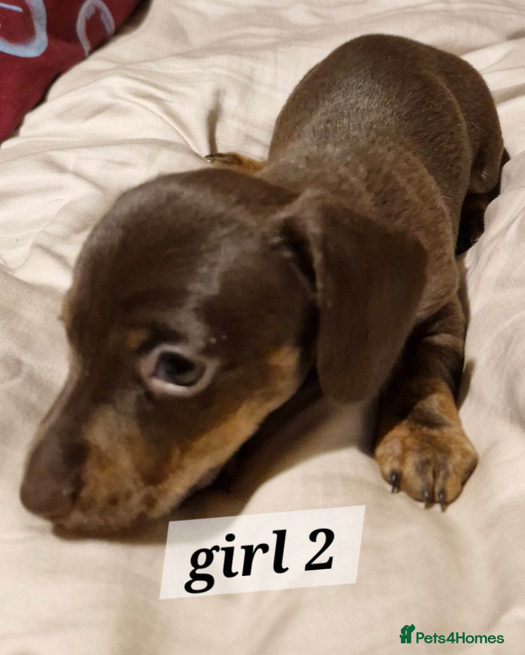 Dachshund dogs for sale: 7 beautiful dachshunds puppys - Image 19