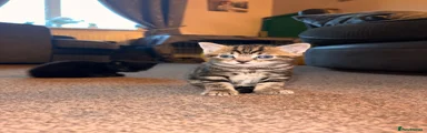 Mixed Breed Kitten 1