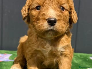 Cockapoo dogs F1 mini cockapoos fox reds 30 dna health tested - Advert 2