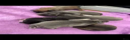 French Bulldog dogs for sale: Beautiful French Bulldog Puppies – 6 Healthy Pups - Advert 21