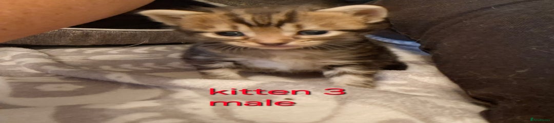 British Shorthair Kitten 3