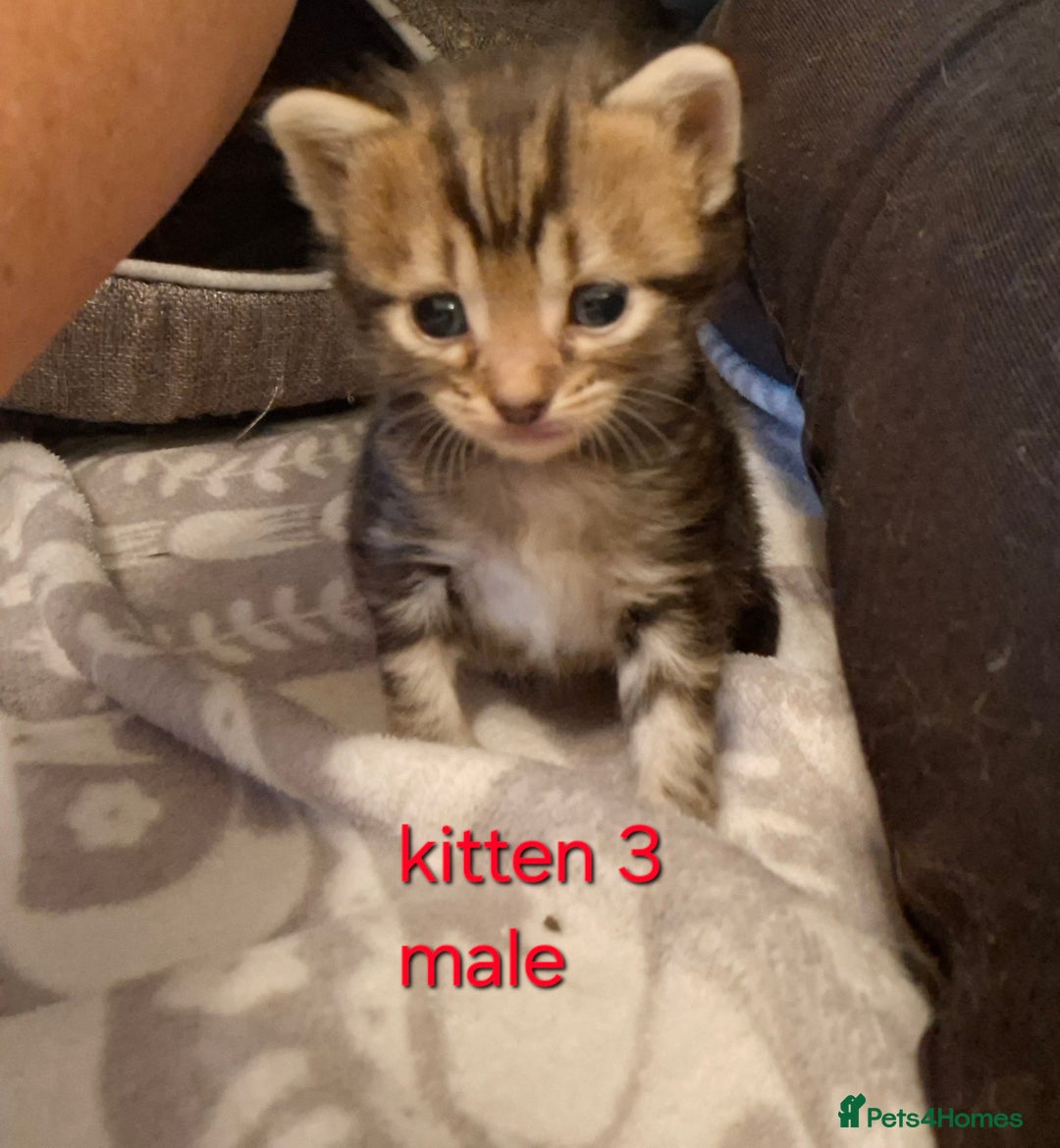 British Shorthair cats for sale: Beautiful kittens 😸  - Image 4