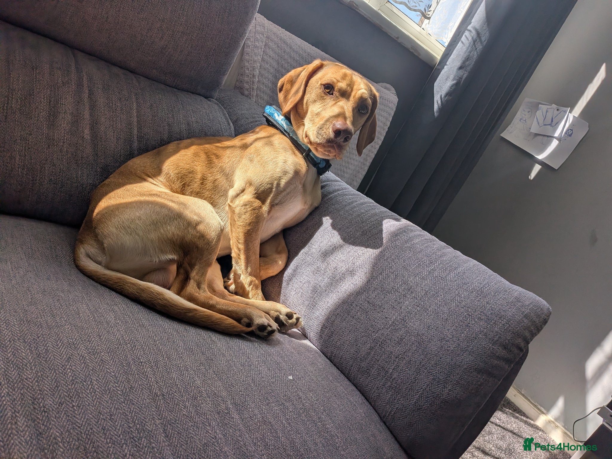 Mixed Breed dogs Rocky - Advert 5