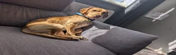 Mixed Breed dogs for stud: Rocky - Advert 1