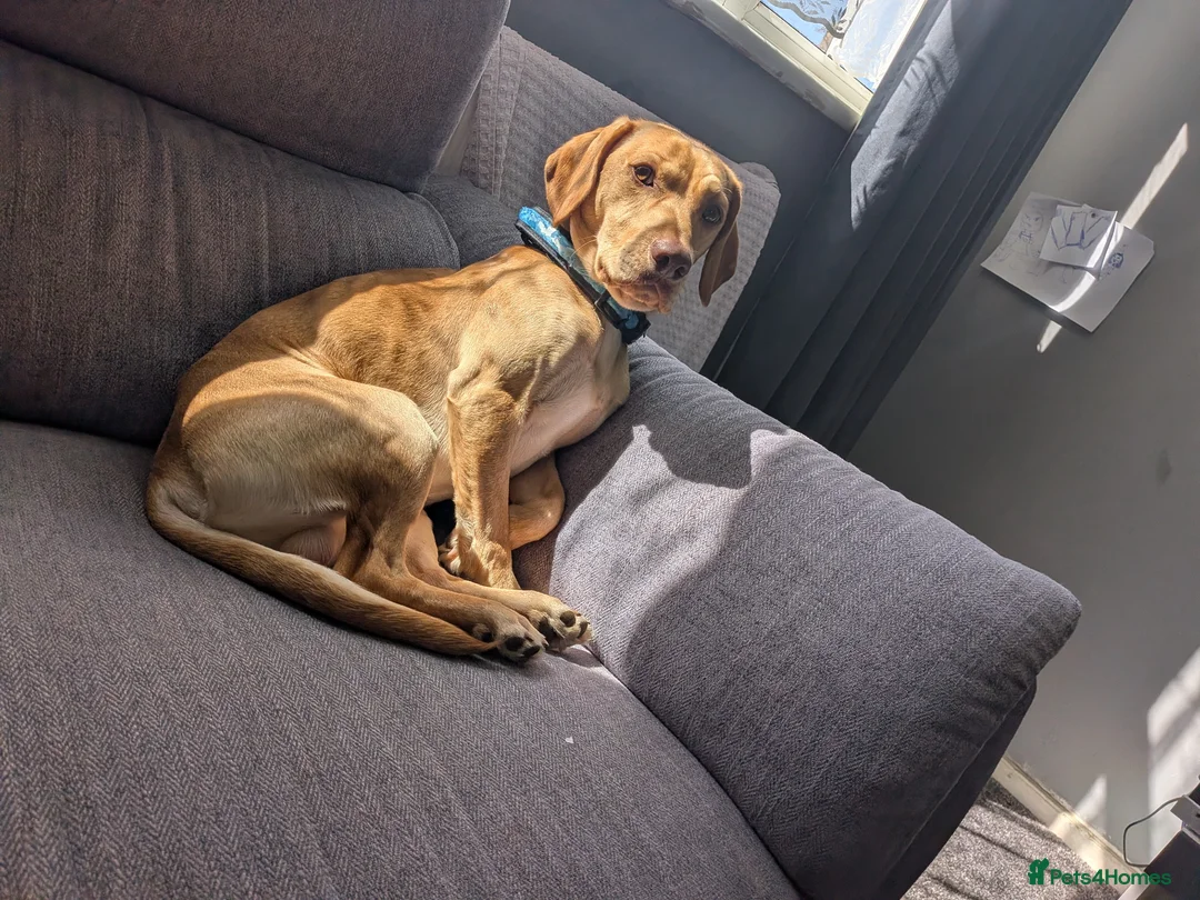Mixed Breed dogs for stud: Rocky - Advert 1