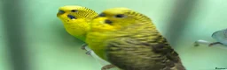 Budgerigars birds for sale: Black wing split to bf/bw - Advert 1