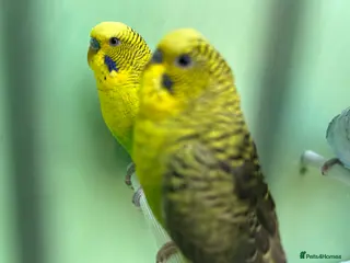 Budgerigars birds Black wing split to bf/bw - Advert 11