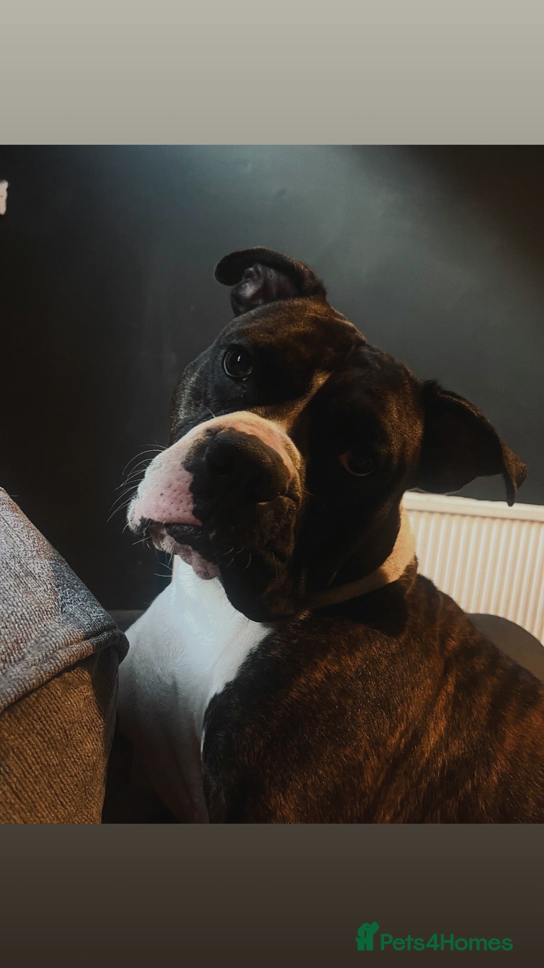 Mixed Breed dogs 2 mix breed 9 months old.  - Advert 13