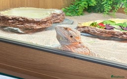 Bearded Dragon reptiles for sale: Bearded dragon and vivarium  - Image 2