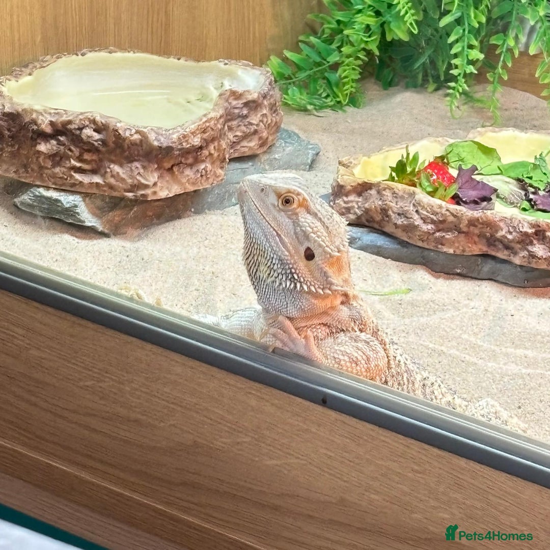 Bearded Dragon reptiles for sale: Bearded dragon and vivarium  - Image 2