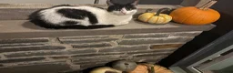 Mixed Breed cats for sale: Beautiful Kittens looking for loving homes in Carmarthen - Advert 8