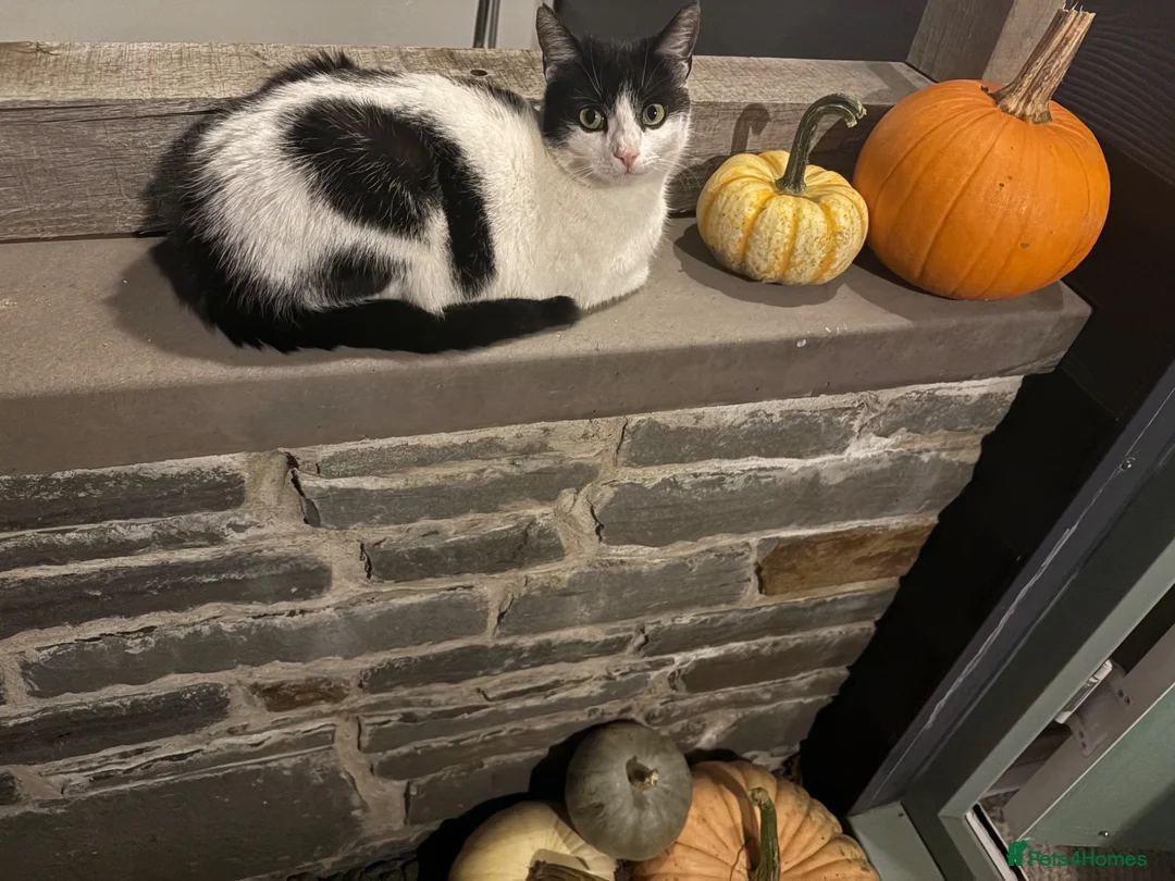 Mixed Breed cats for sale: Beautiful Kittens looking for loving homes in Carmarthen - Advert 8