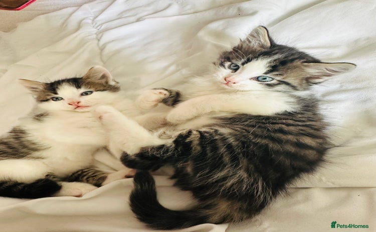 Mixed Breed cats - Advert 2