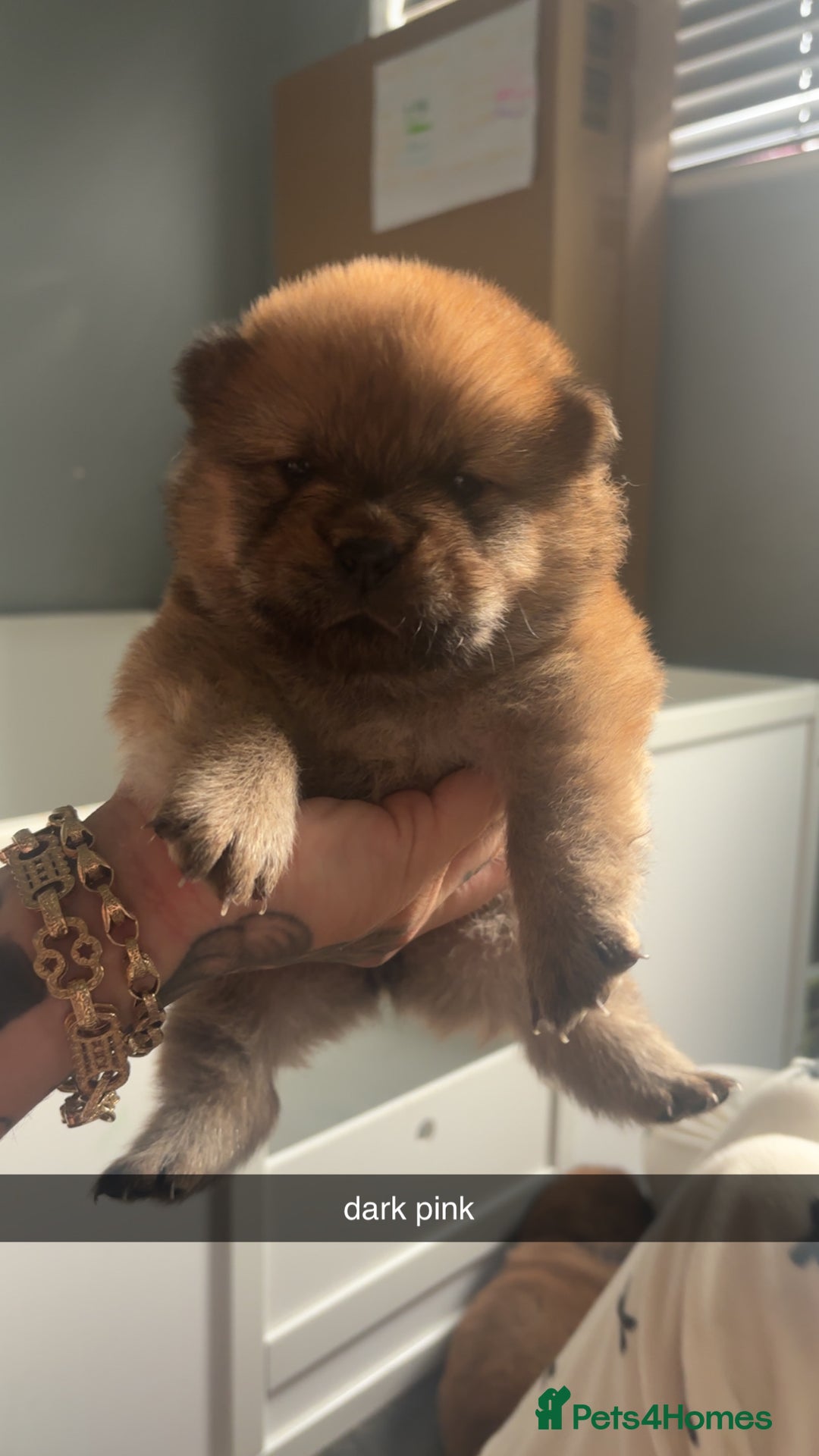 Chow Chow dogs for sale: 3 Stunning chow chow for sale  - Image 12