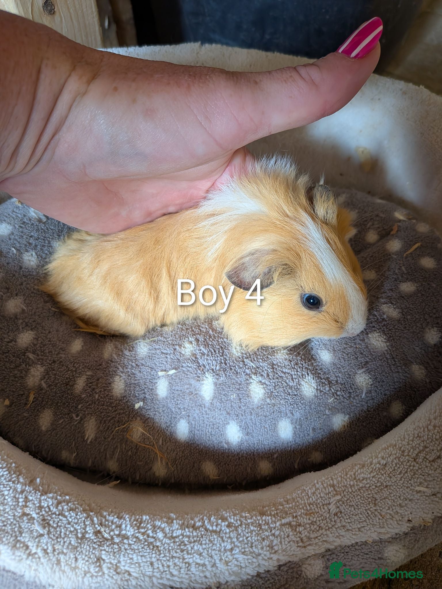 Guinea Pig rodents  baby boy Guinea pigs - Advert 20