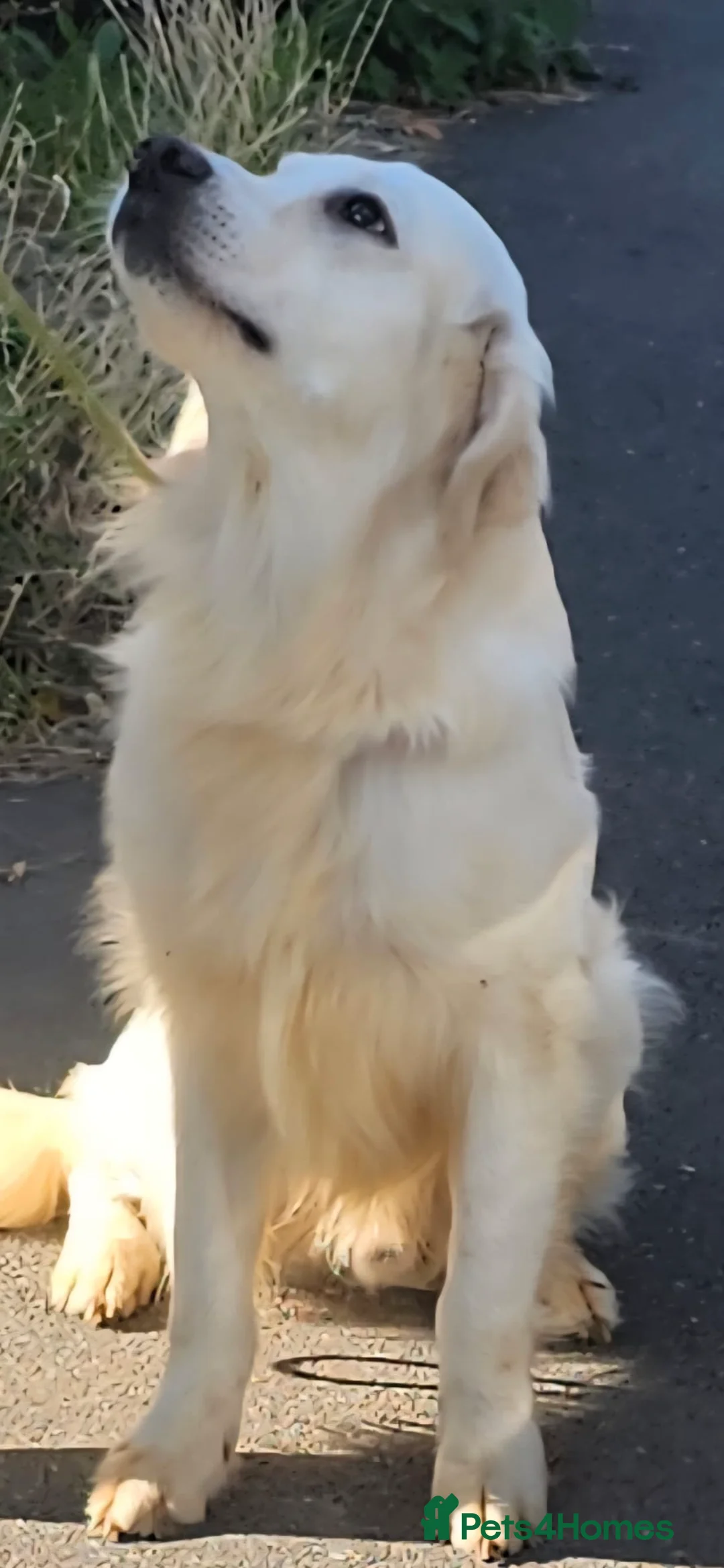 Golden Retriever dogs for sale: Adorable Golden retriever puppies  - Advert 5