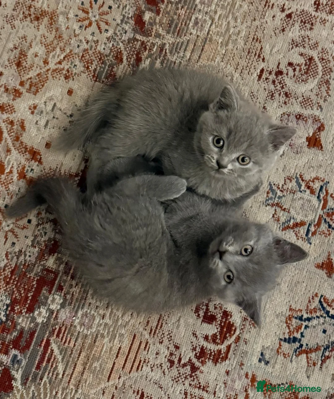 British Shorthair cats for sale: lovely british short hair - Advert 3