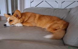 Welsh Corgi Cardigan dogs for sale: Cargi Corgi for Sale  - Image 2