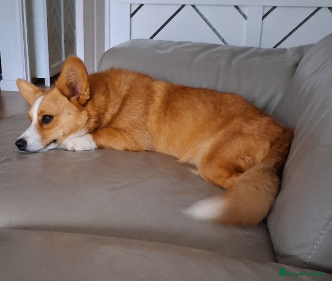 Welsh Corgi Cardigan dogs for sale: Cargi Corgi for Sale  - Image 2