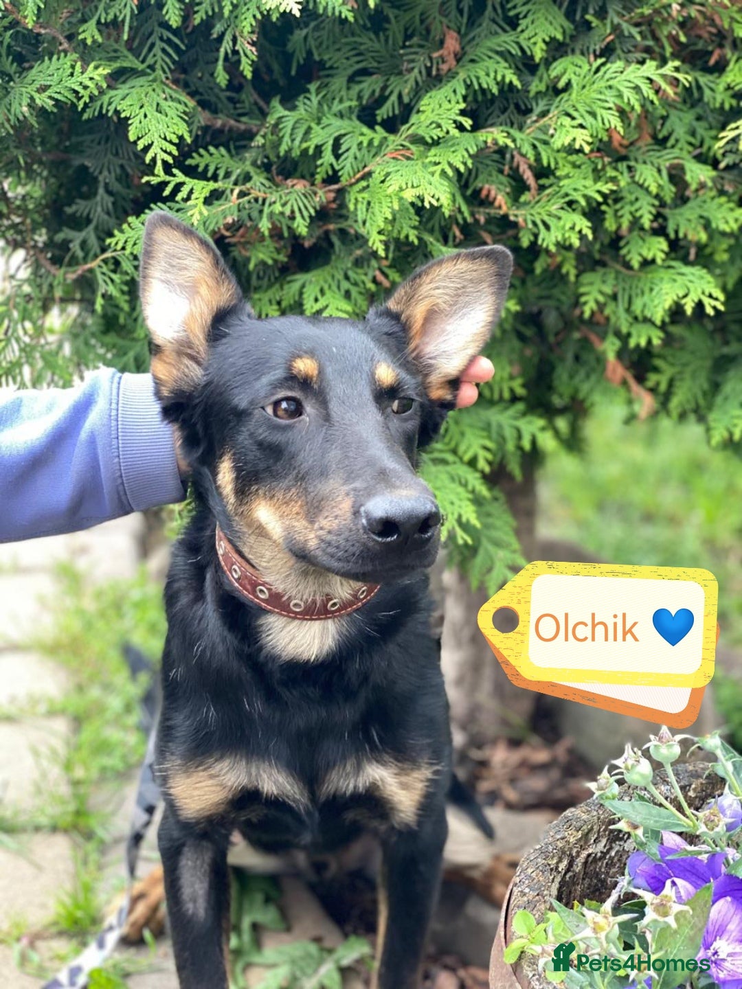 Mixed Breed dogs for adoption: 💙🐶 OLCHIK 🐶💙 - Image 2