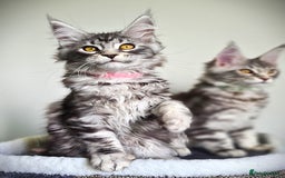Maine Coon cats for sale: STUNNING XL PEDIGREE MAINE COON KITTENS  - Image 4
