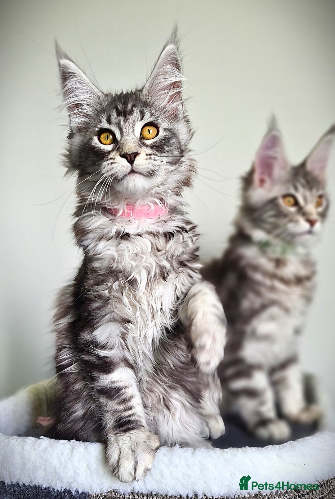 Maine Coon cats for sale: STUNNING XL PEDIGREE MAINE COON KITTENS  - Image 4