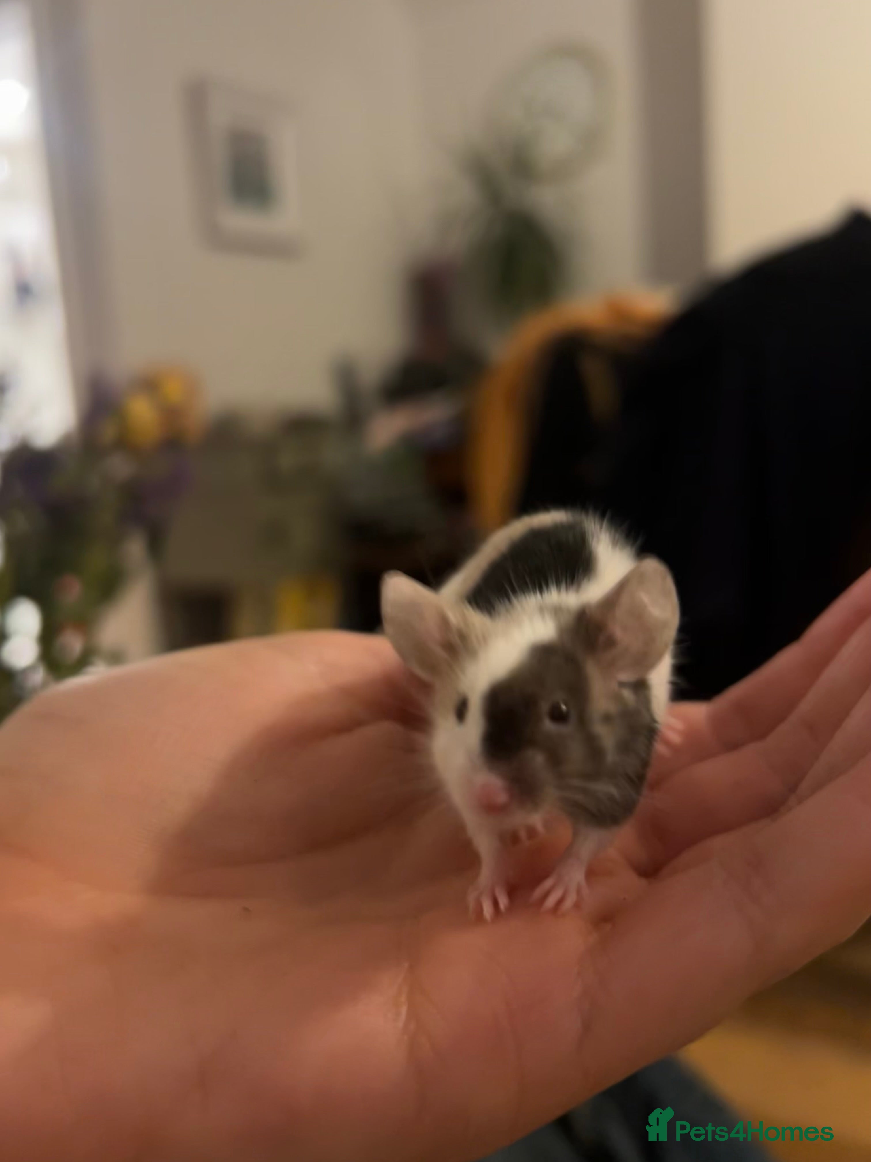 Mouse rodents Beautiful Mouse Needs a Home - Advert 1