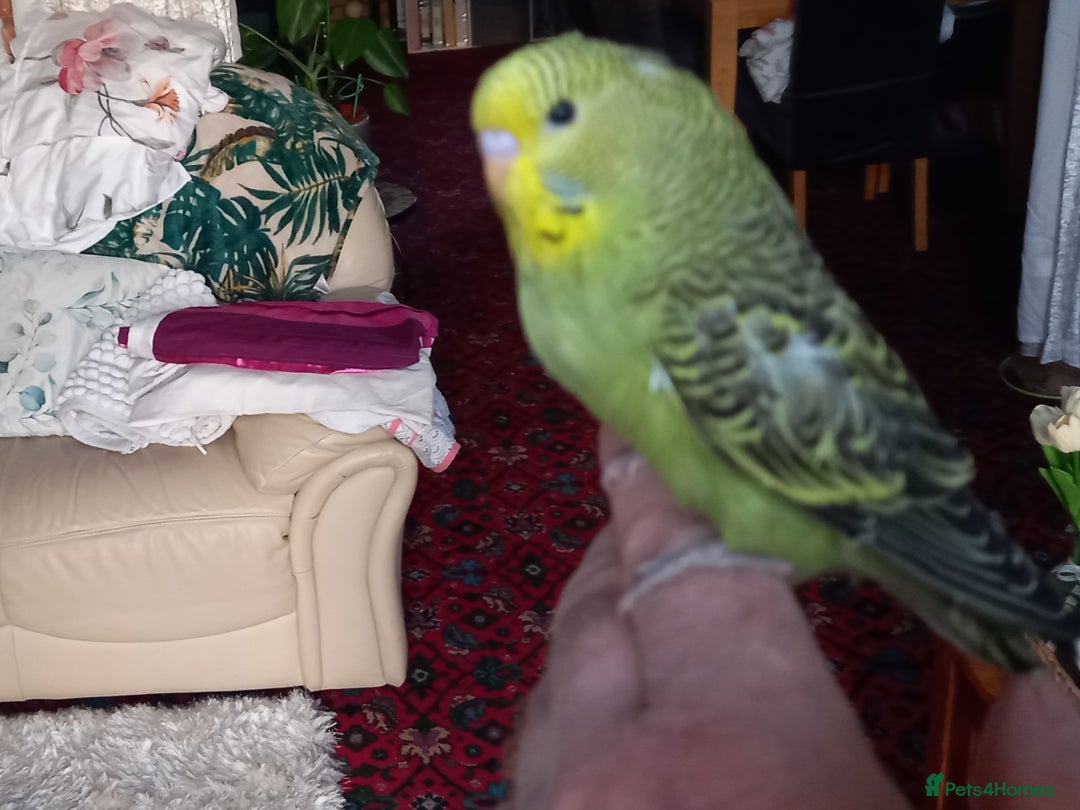 Budgerigars birds for sale: Beautiful baby budgies... - Image 2