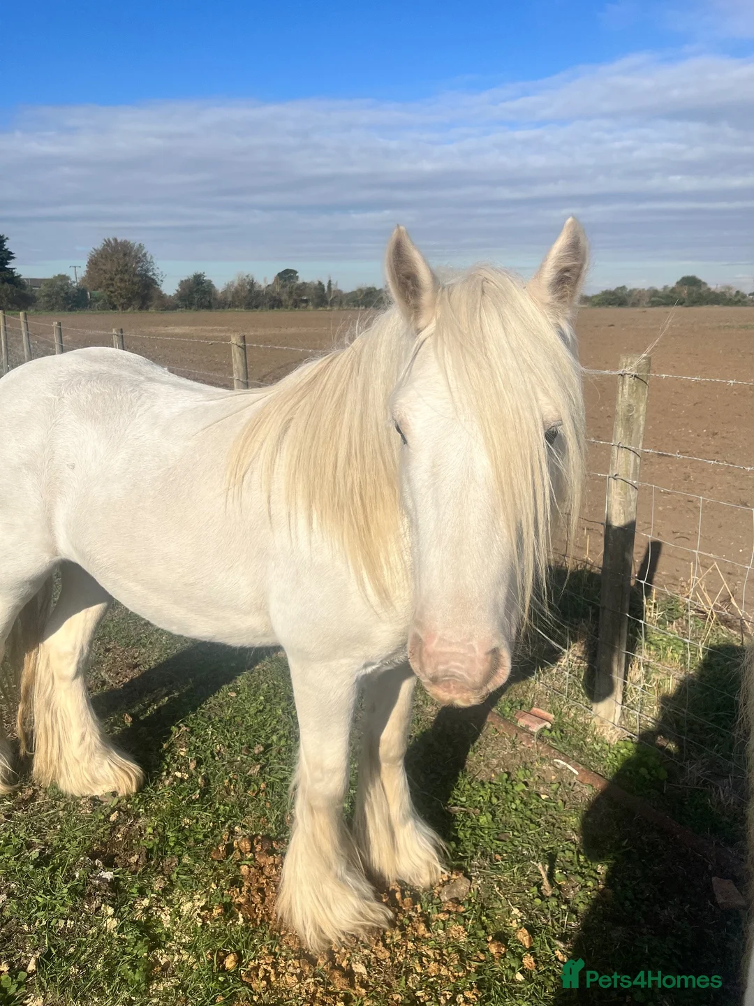 Irish Cob horses for sale: Tim the super cob!  - Advert 5