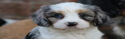 Cavapoo dogs for sale: COCKERLIERPOO puppies for sale - Advert 14