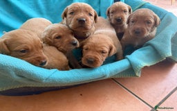 Labrador Retriever dogs for sale: Fox Red Puppies for Sale - Image 1