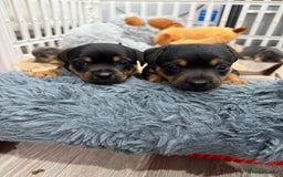 Jack Russell dogs for sale: Jack Russell Puppies 4 boys 1 girl available - Image 12