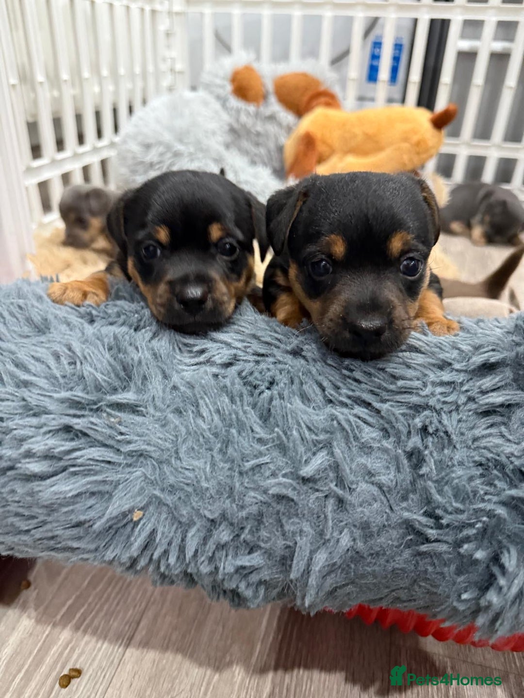 Jack Russell dogs for sale: Jack Russell Puppies 4 boys 1 girl available - Image 12