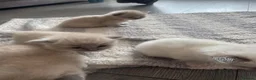 Ragdoll cats for sale: Beautiful ragdoll kittens  - Advert 18